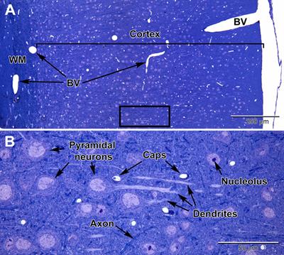 Brain Ultrastructure: Putting the Pieces Together